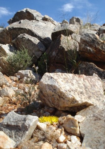 Lithops olivacea lives in places like this